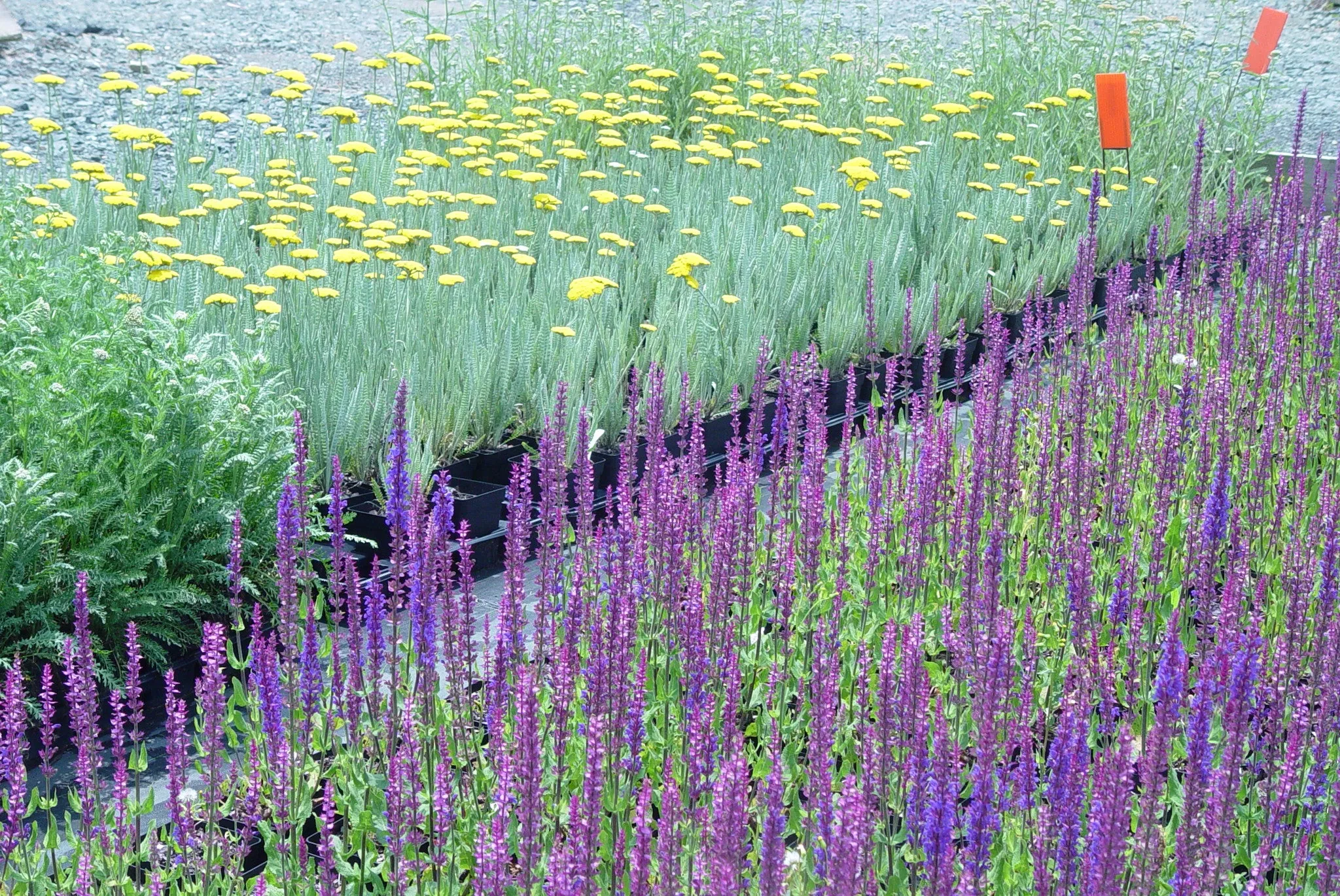 Achillea clypeolata Coronation Gold' Yarrow