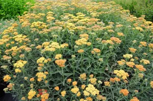 Achillea millefolium Terra Cotta' Yarrow