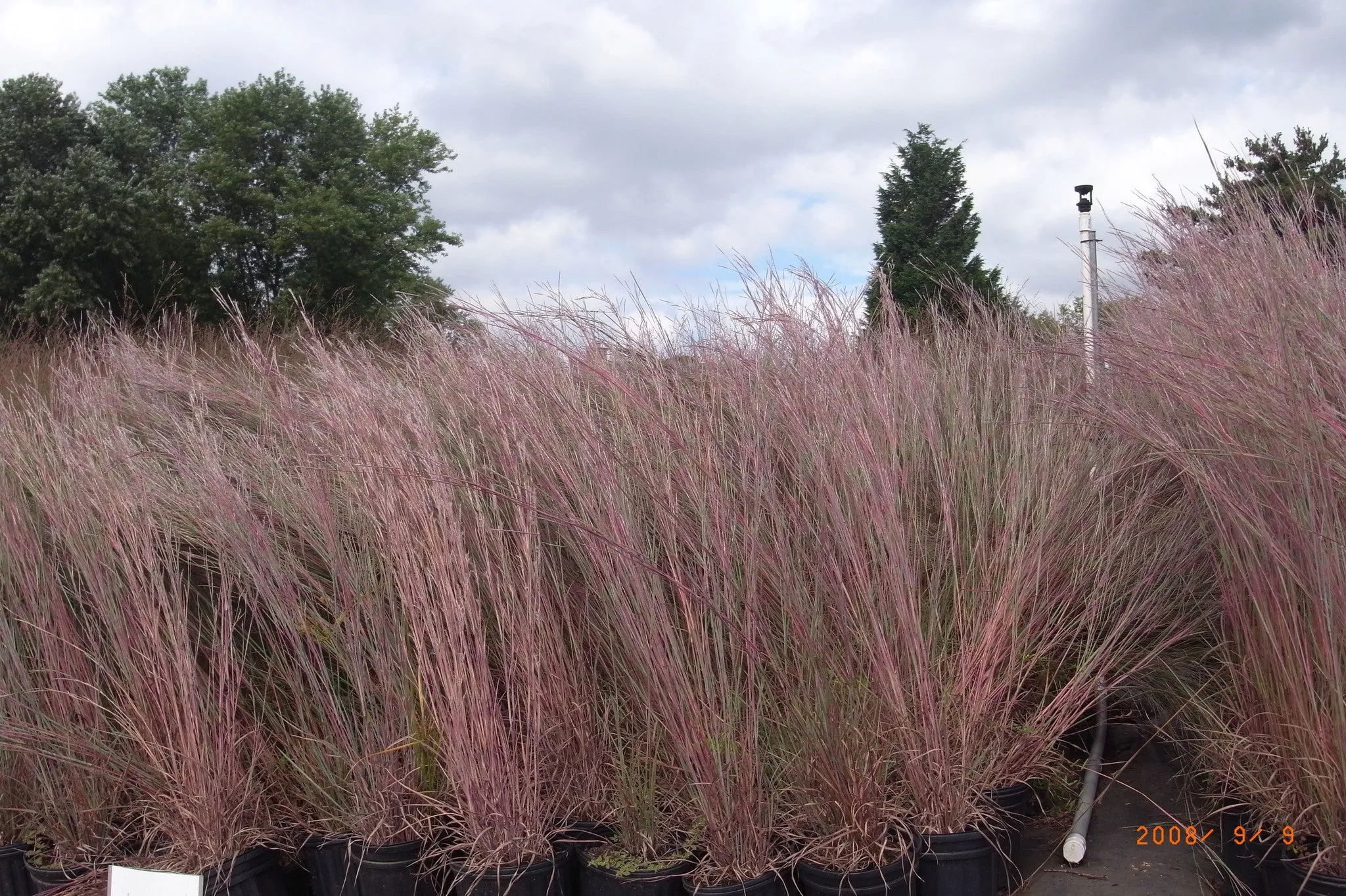 Andropogon virginicus Broom Sedge
