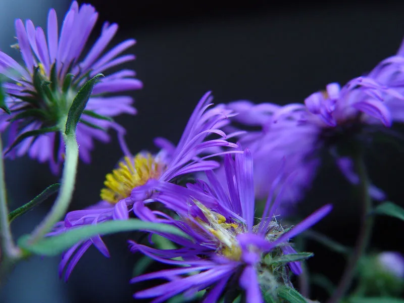 Aster turbinellus