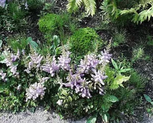 Astilbe chinensis Spreading False Spirea