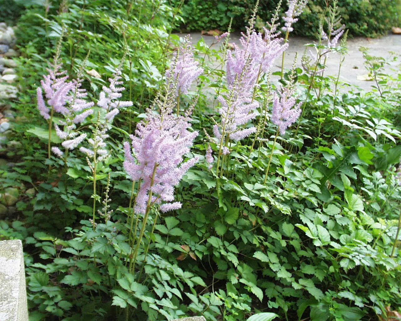Astilbe chinensis Spreading False Spirea