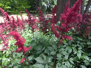 Astilbe x arendsii Fanal' Red Astilbe