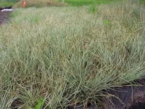 Carex morrowii Temnolepsis' n/a