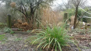 Carex pendula Weeping Sedge