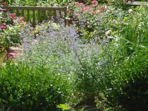 Caryopteris clandonensis Blue Mist' Bluebeard