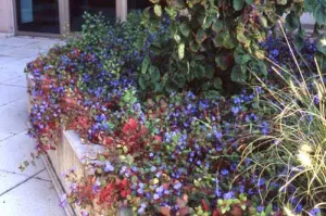 Ceratostigma plumbaginoides Leadwort
