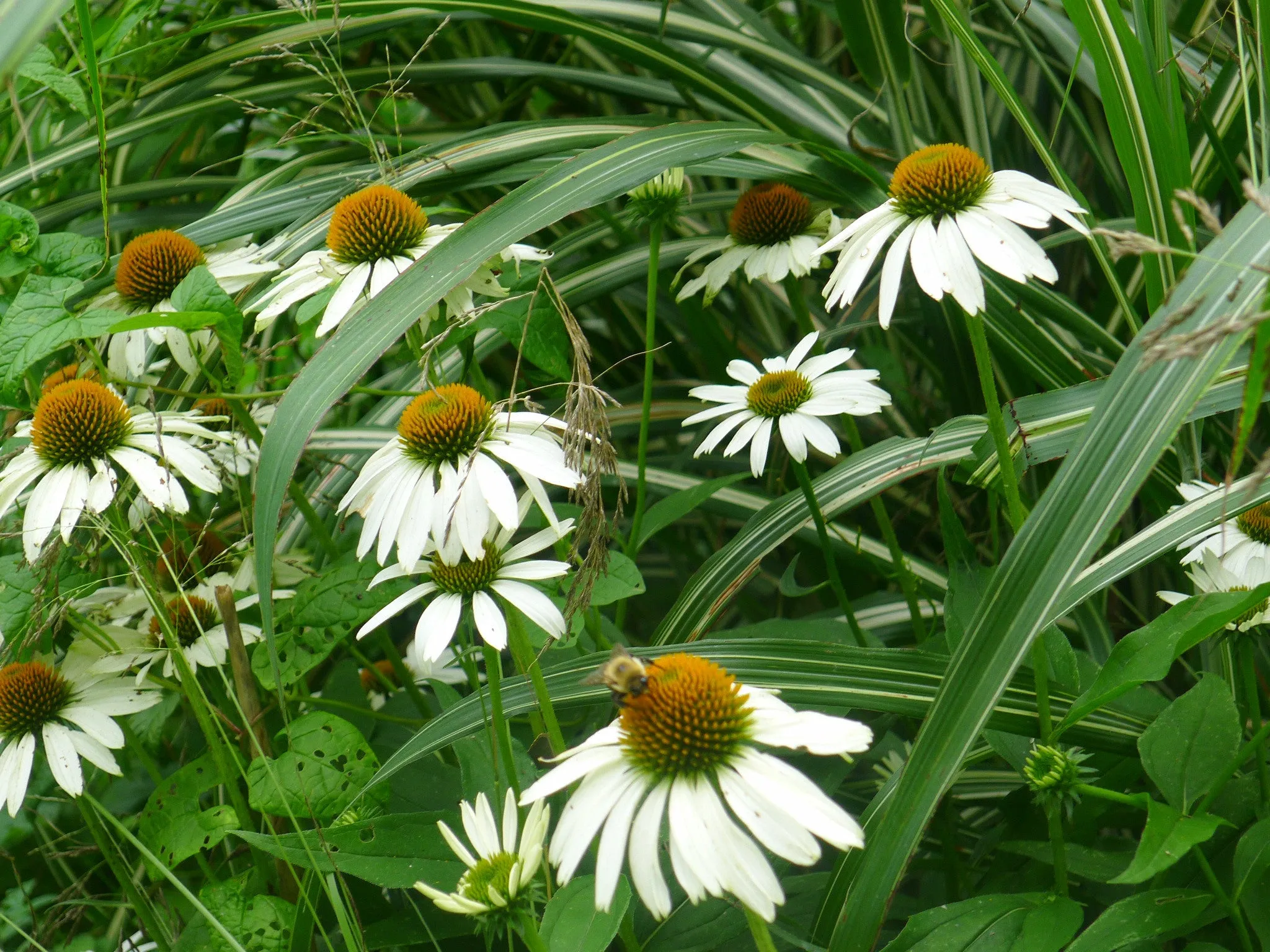 Echinacea purpurea Leuchtstern' Coneflower