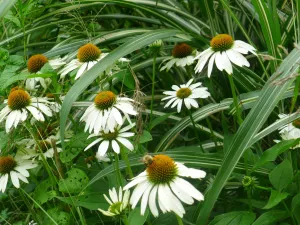 Echinacea purpurea Leuchtstern' Coneflower