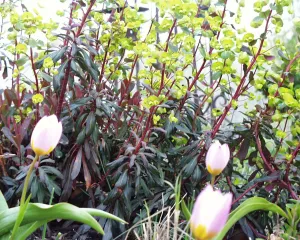 Euphorbia dulcis Chameleon' Spurge  aka" Rainbow"
