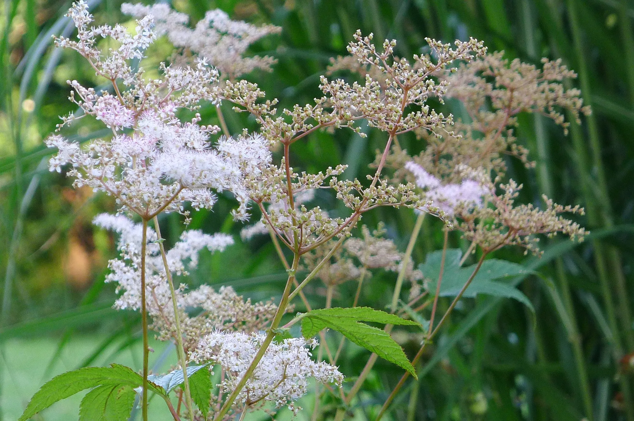 Filipendula palmata' Nana' Pink Meadowsweet