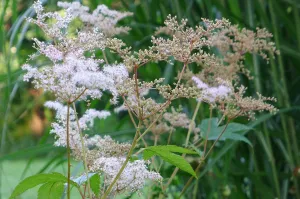 Filipendula palmata' Nana' Pink Meadowsweet