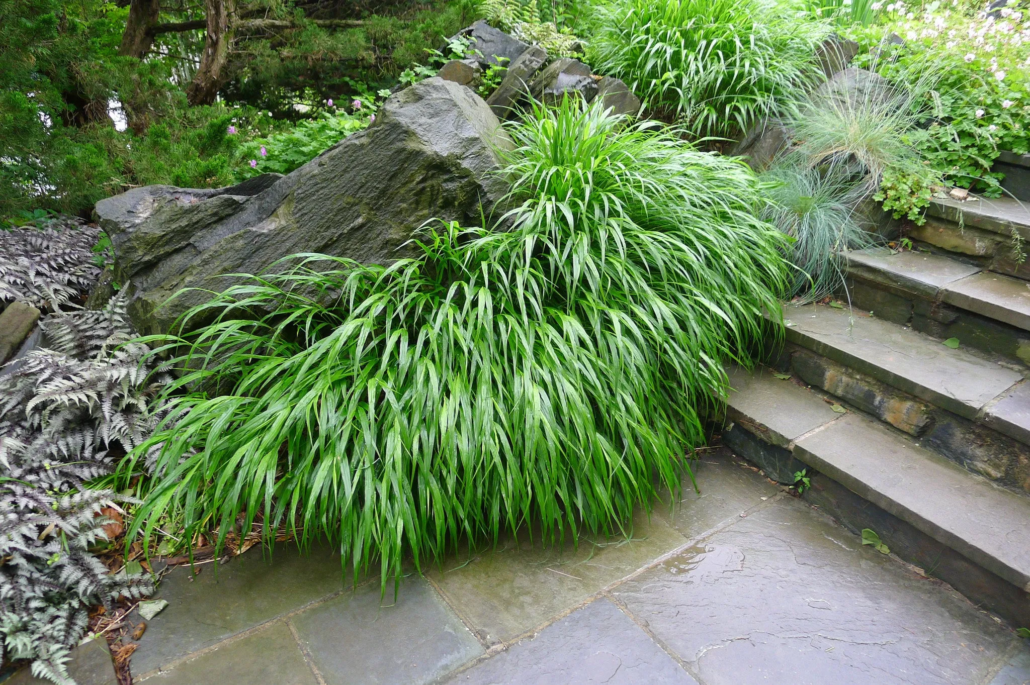 Hakonechloa macra Hakone Grass