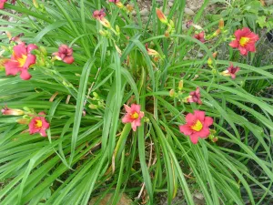Hemerocallis Pardon Me'