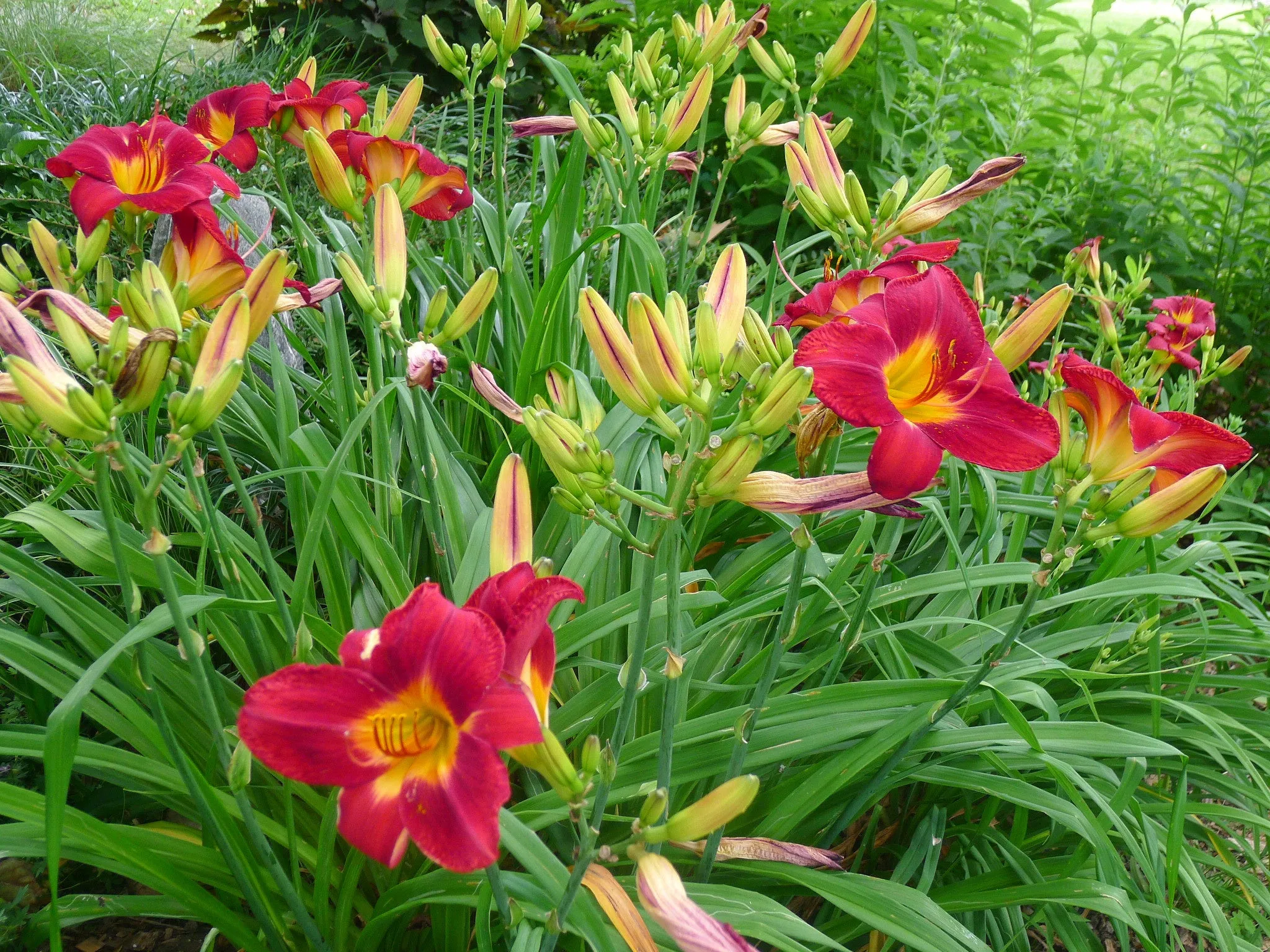 Hemerocallis Red Volunteer'