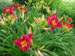 Hemerocallis Red Volunteer'