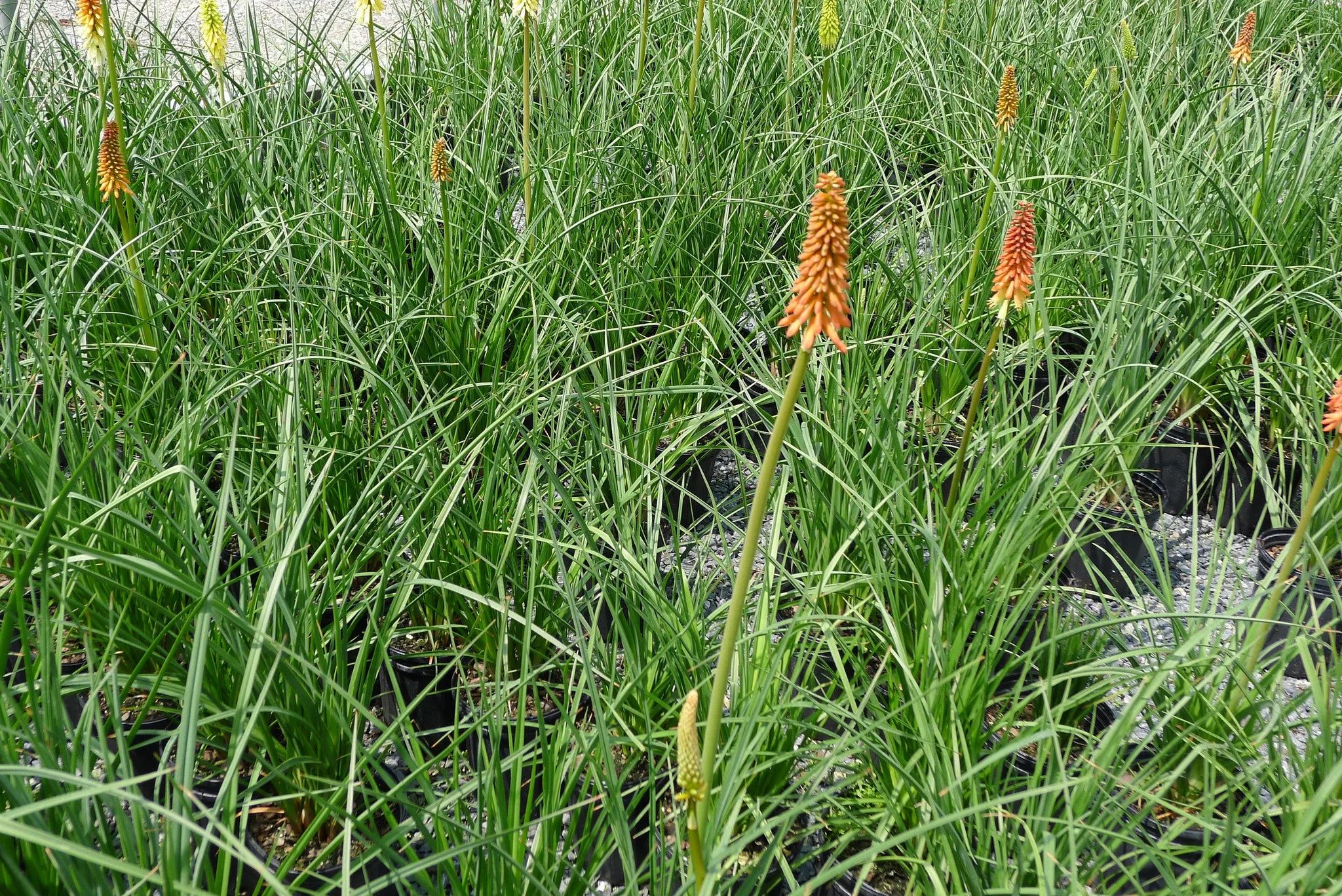Kniphofia uvaria Red Hot Poker