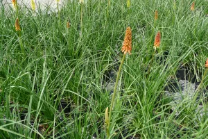 Kniphofia uvaria Red Hot Poker