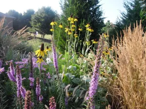 Liatris spicata