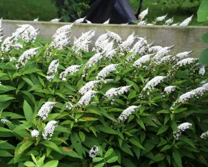 Lysismachia clethroides Loosestrife
