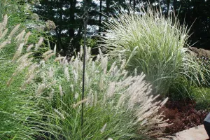 Pennisetum orientale Oriental Fountain Grass   GALLONS