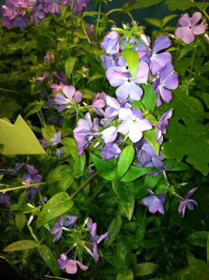 Phlox paniculata Blue Boy'
