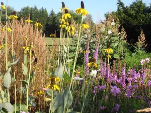 Rudbeckia maxima