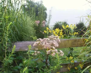 Silphium perforliatum Compass Plant