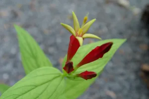 Spigelia marilandica Indian Pink  gallons