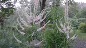 Veronicastrum virginicum Culver's Root