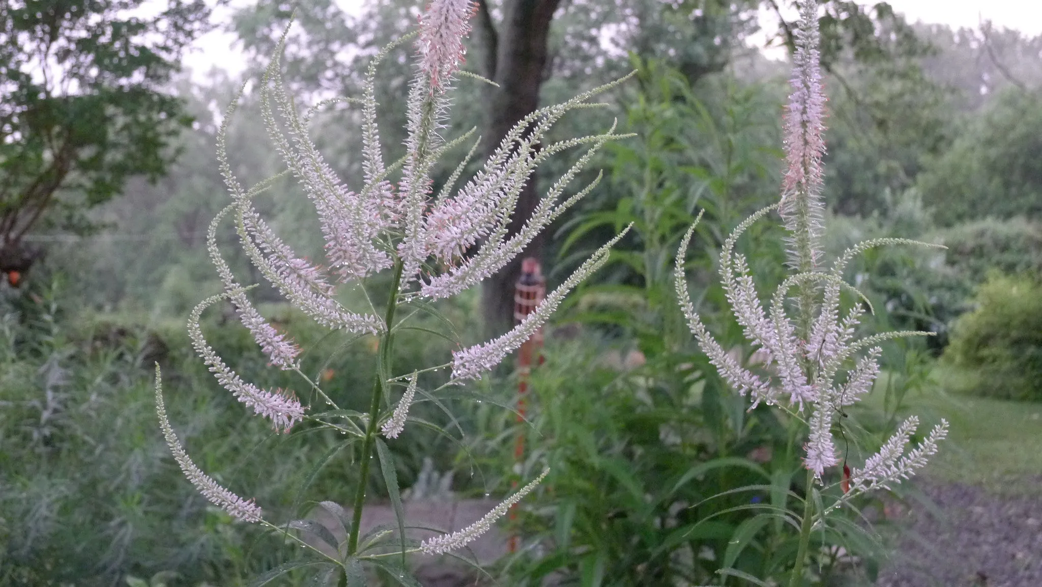 Veronicastrum virginicum Culver's Root